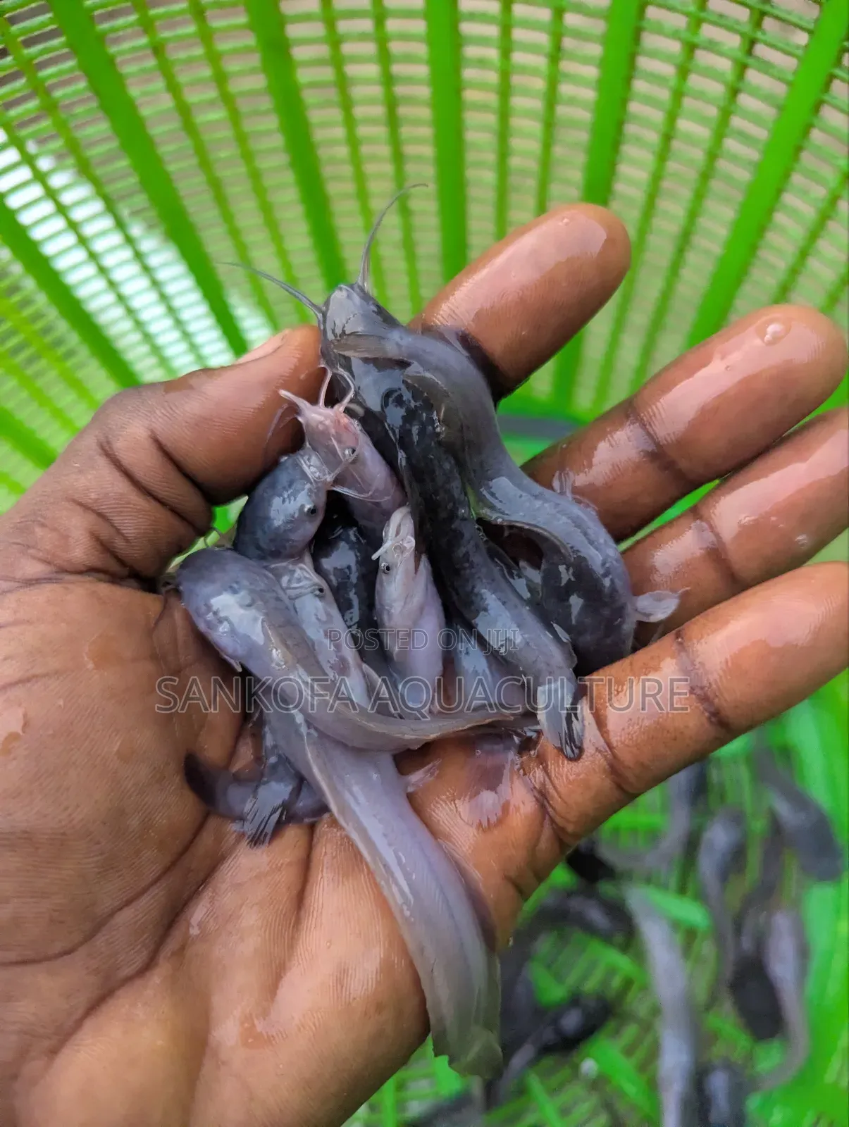 Catfish Jombo,Juveniles and Fingerlings
