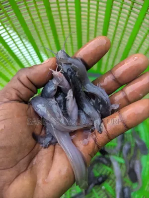 Catfish Jombo,Juveniles and Fingerlings