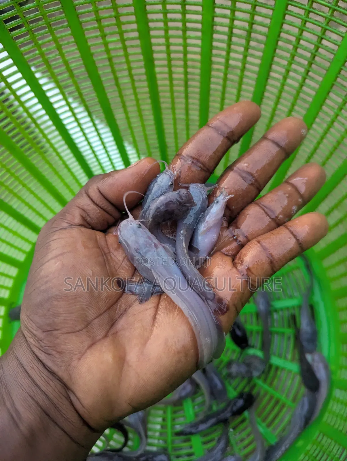 Fast Growing Catfish Available
