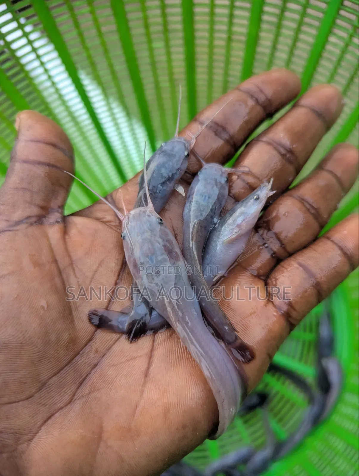 Fast Growing Catfish Available