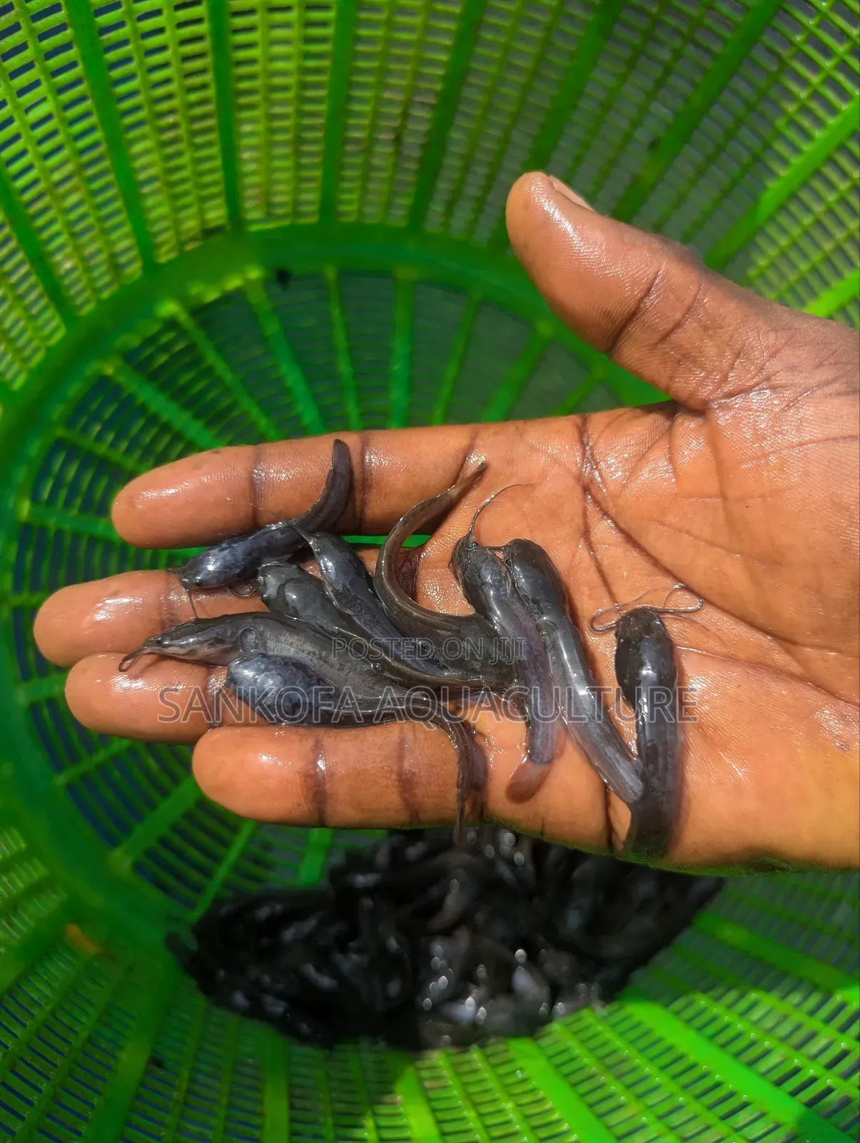Fast Growing Catfish Available