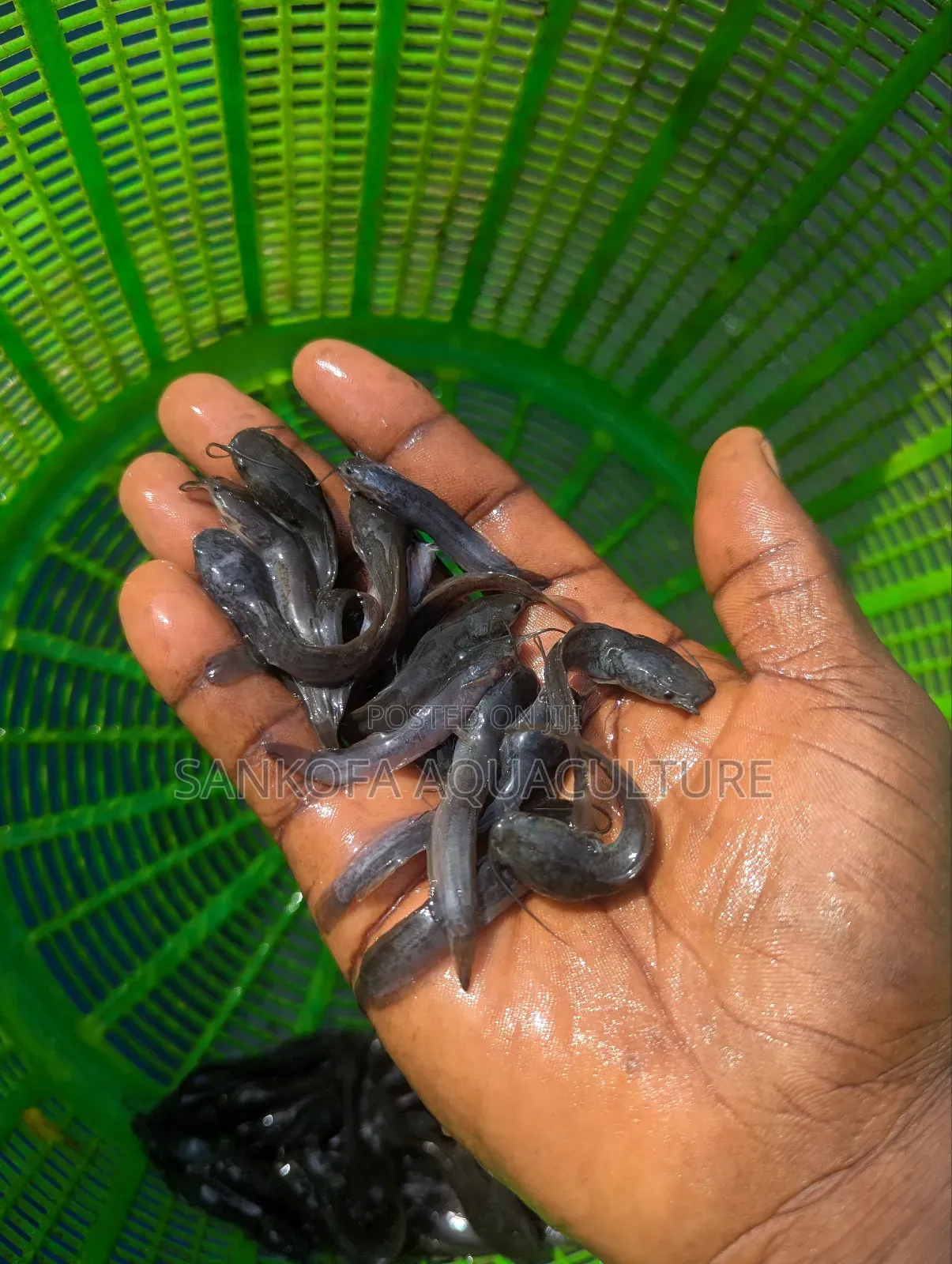 Fast Growing Catfish Available