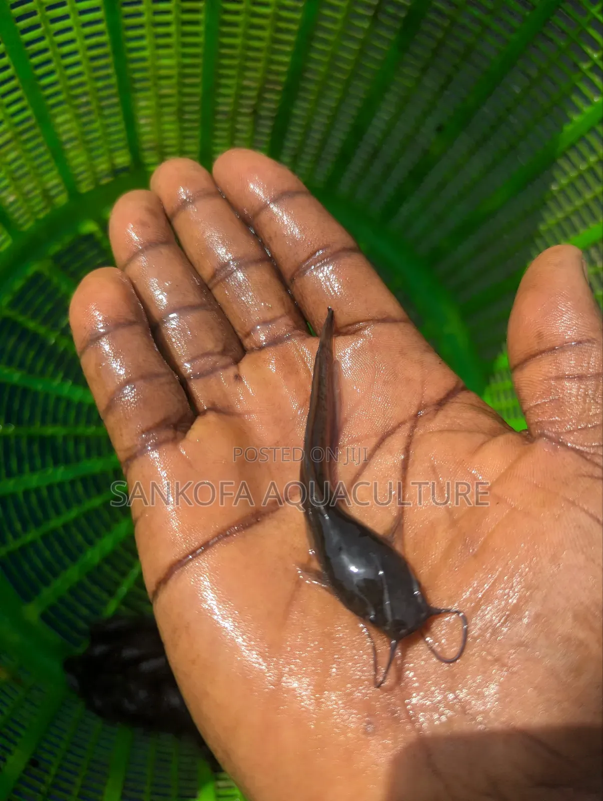 Fast Growing Catfish Available