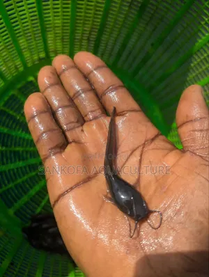 Fast Growing Catfish Available
