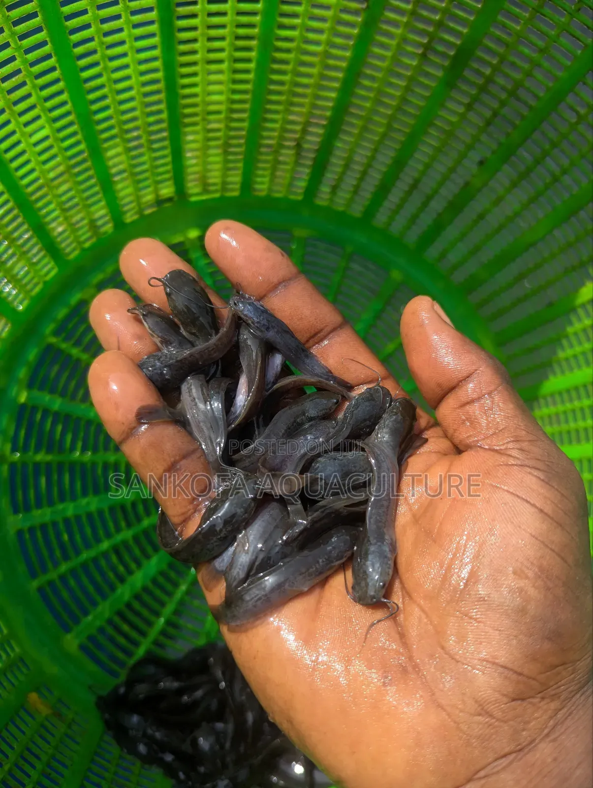 Fast Growing Catfish Available