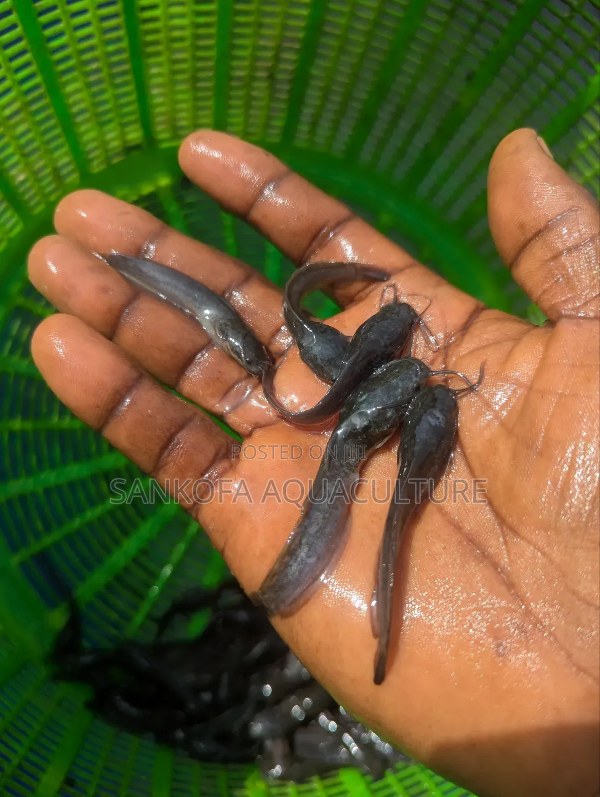 Fast Growing Catfish Available