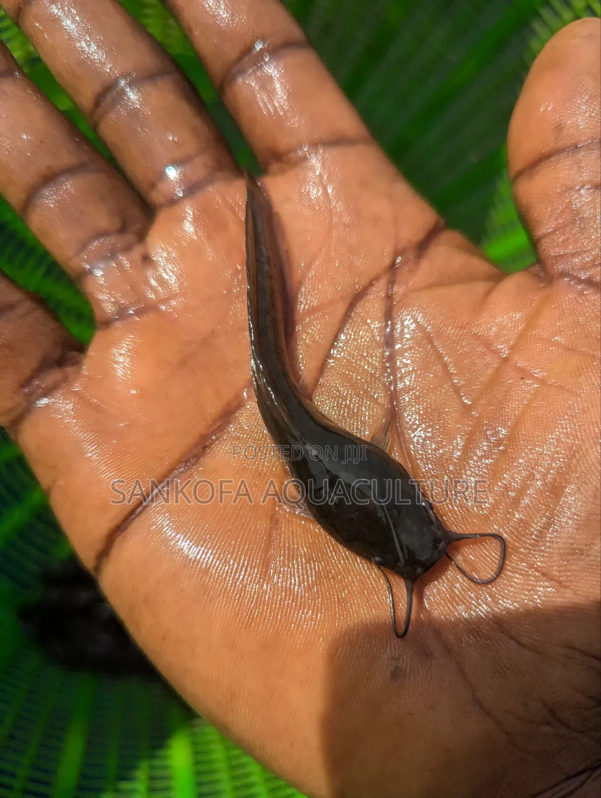 Fast Growing Catfish Available