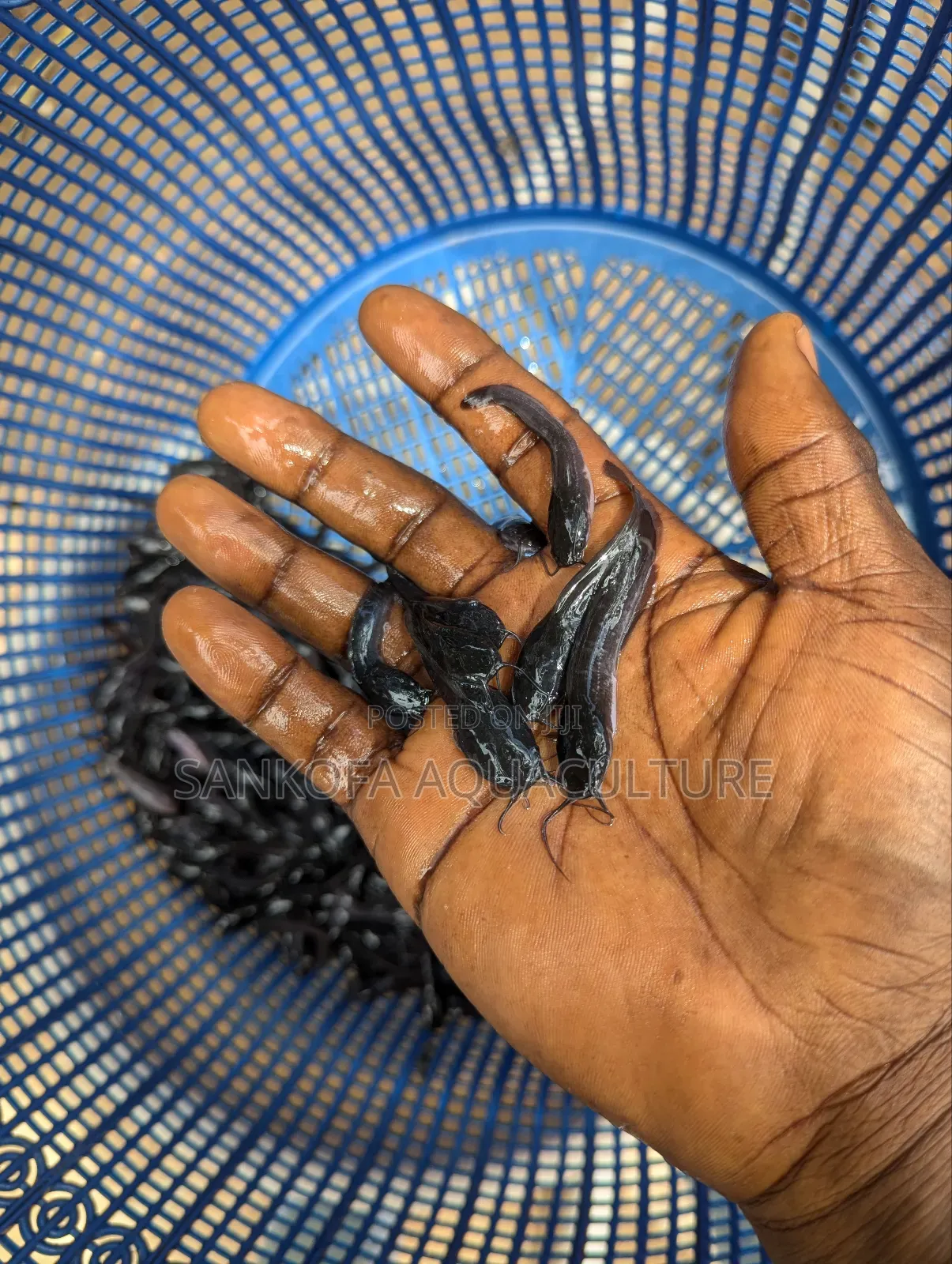 Fast Growing Catfish Available