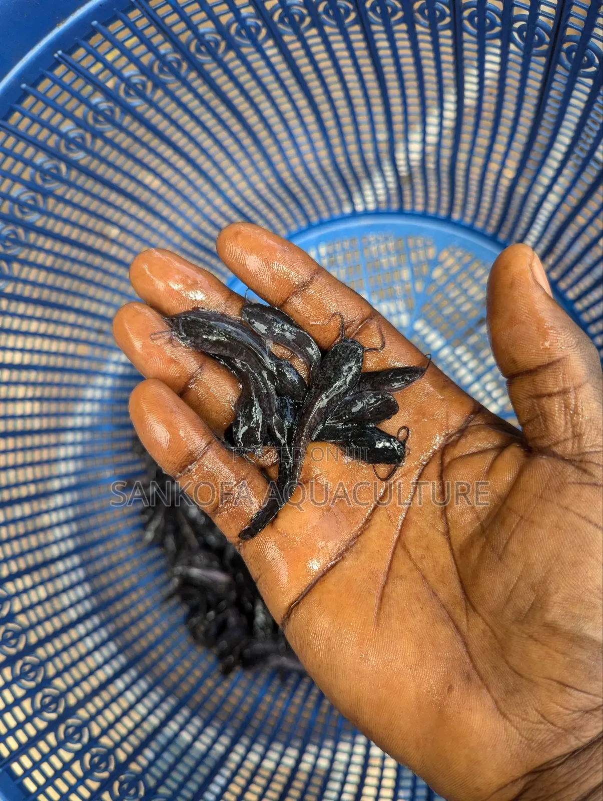 Fast Growing Catfish Available