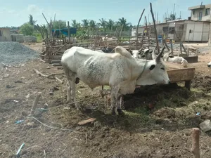 Healthy Reasonable Prices Cows for Sale