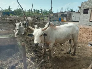 Healthy Reasonable Prices Cows for Sale