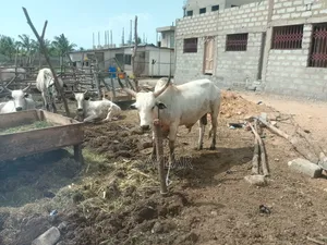 Healthy Reasonable Prices Cows for Sale