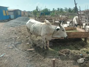 Healthy Reasonable Prices Cows for Sale