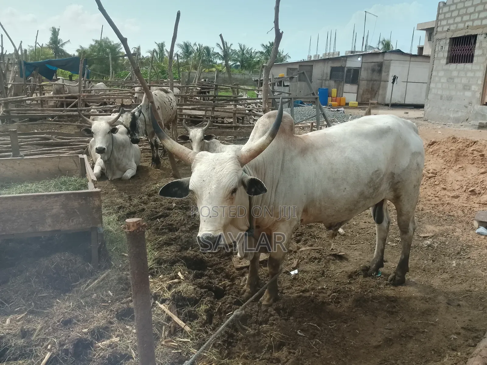 Healthy Reasonable Prices Cows for Sale
