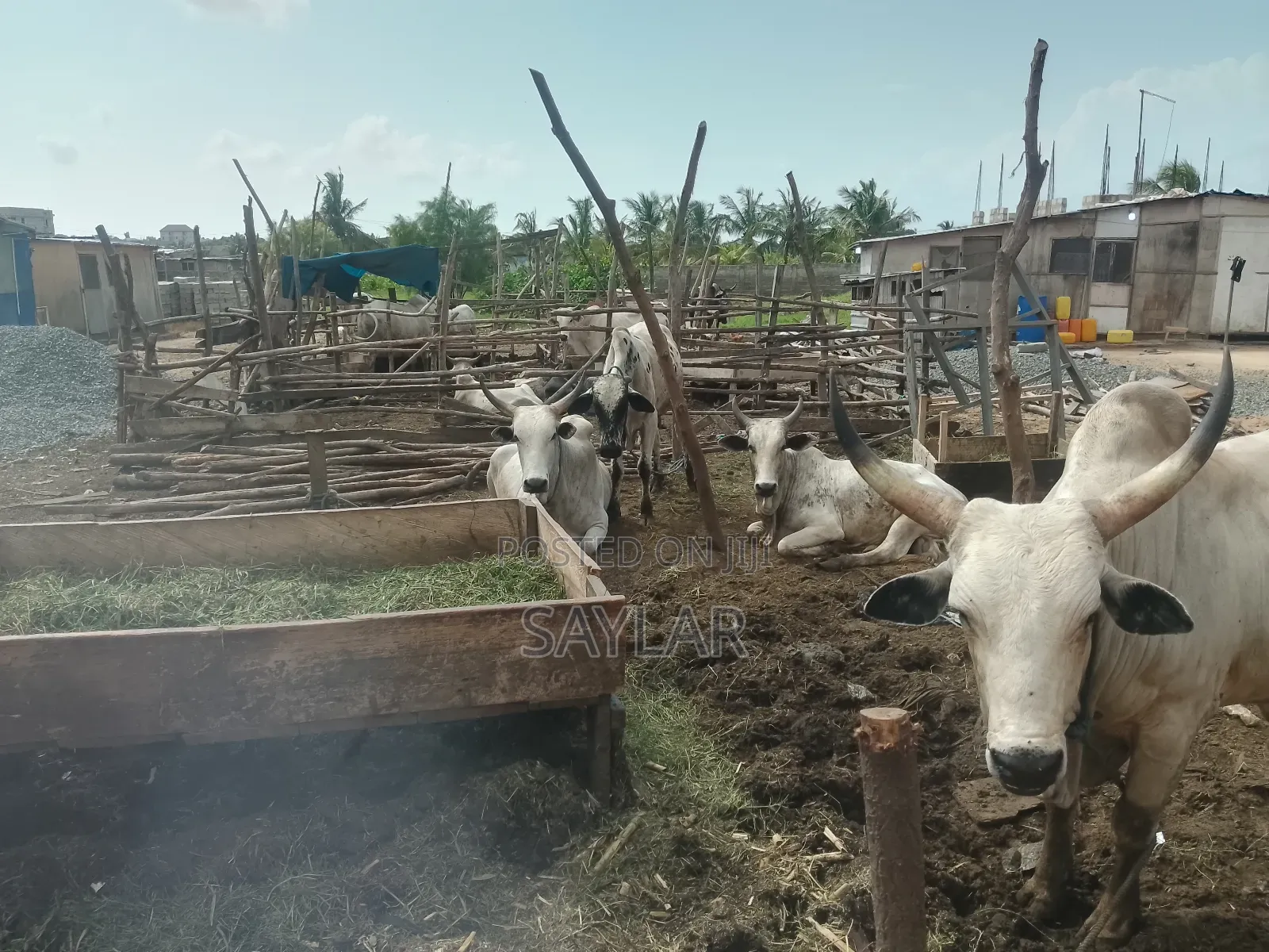 Healthy Reasonable Prices Cows for Sale