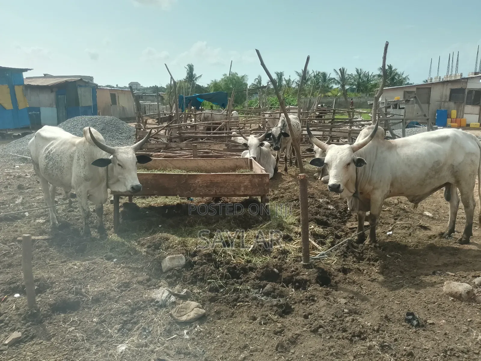 Healthy Reasonable Prices Cows for Sale