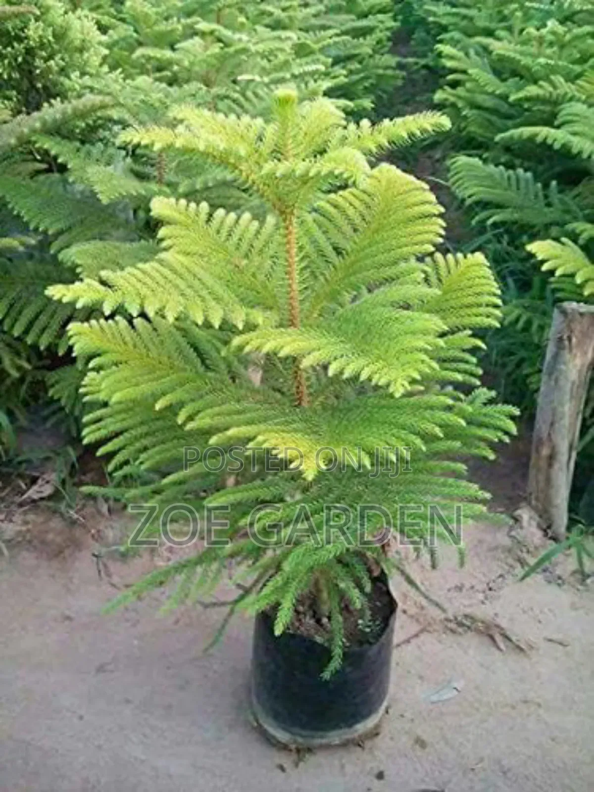Araucaria Plant