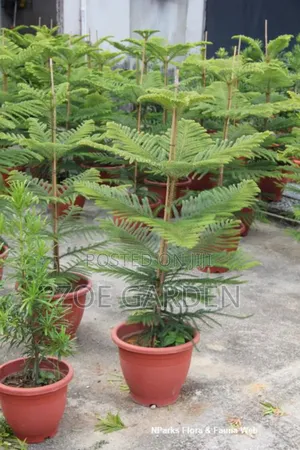 Araucaria Plant