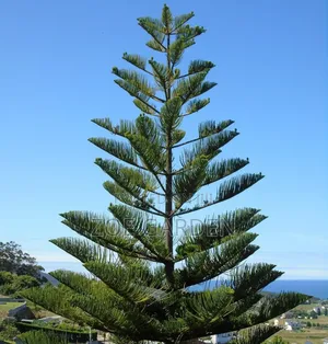 Araucaria Plant