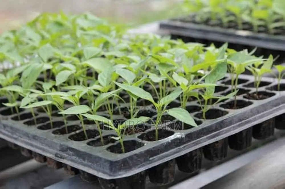 50 Cell/Hole Seed Tray