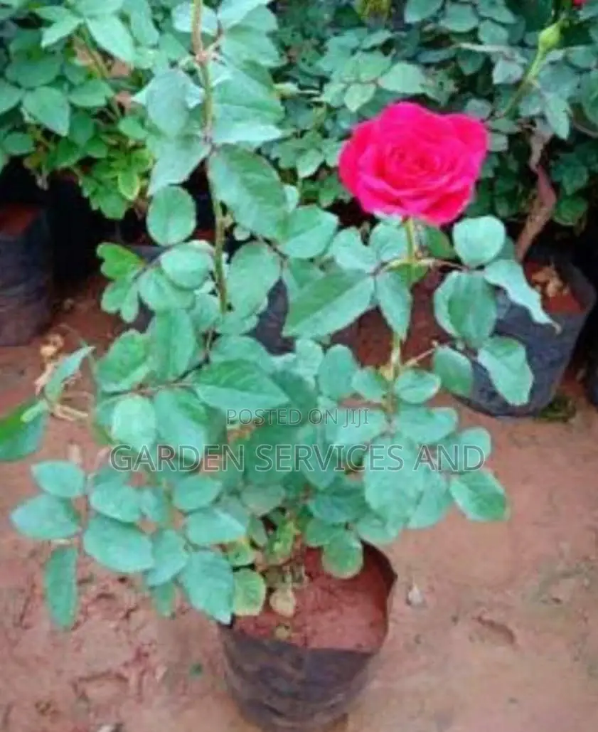 Pink Rose Flower for Sale