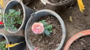 Pink Rose Flower for Sale