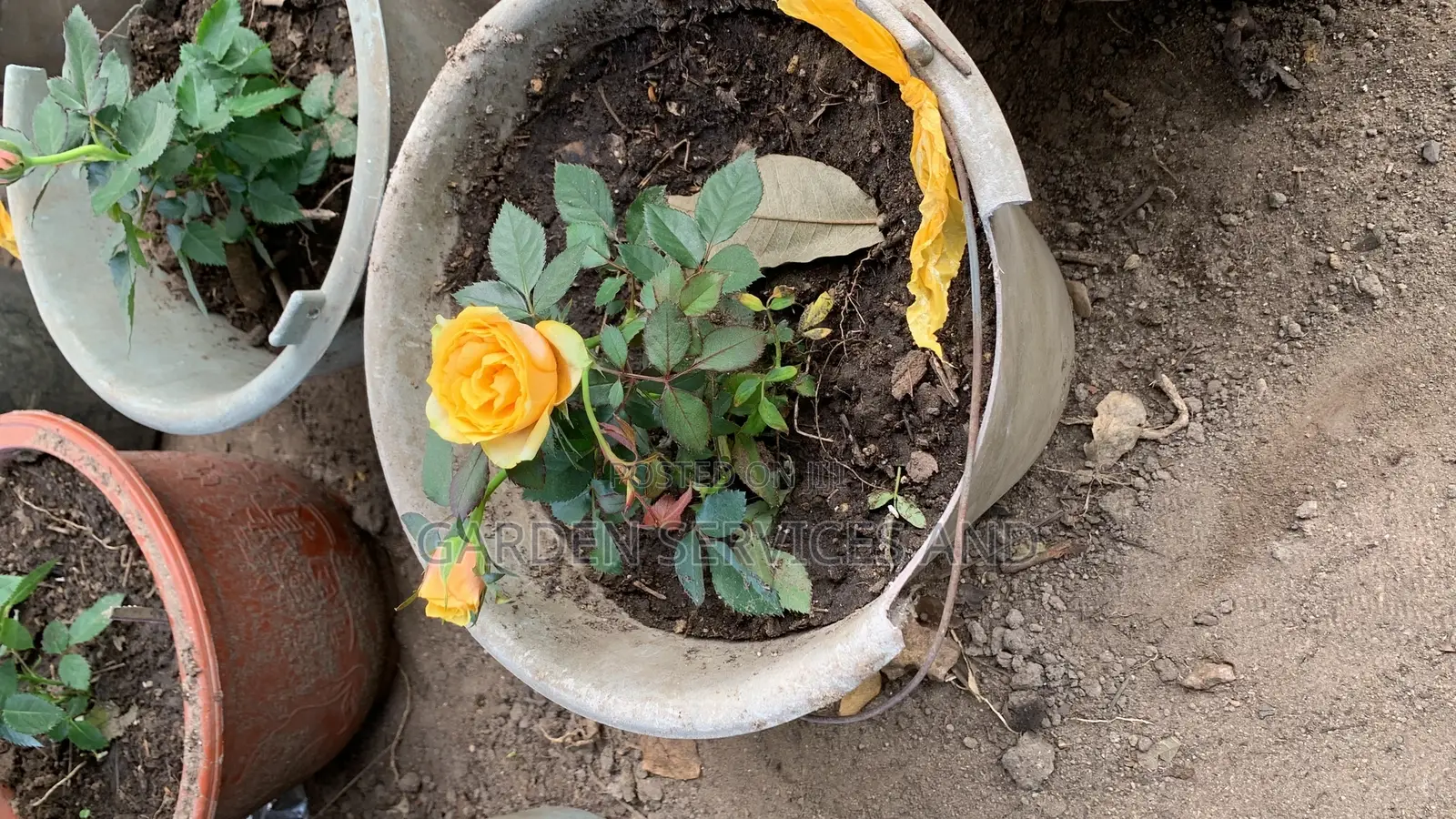 Pink Rose Flower for Sale