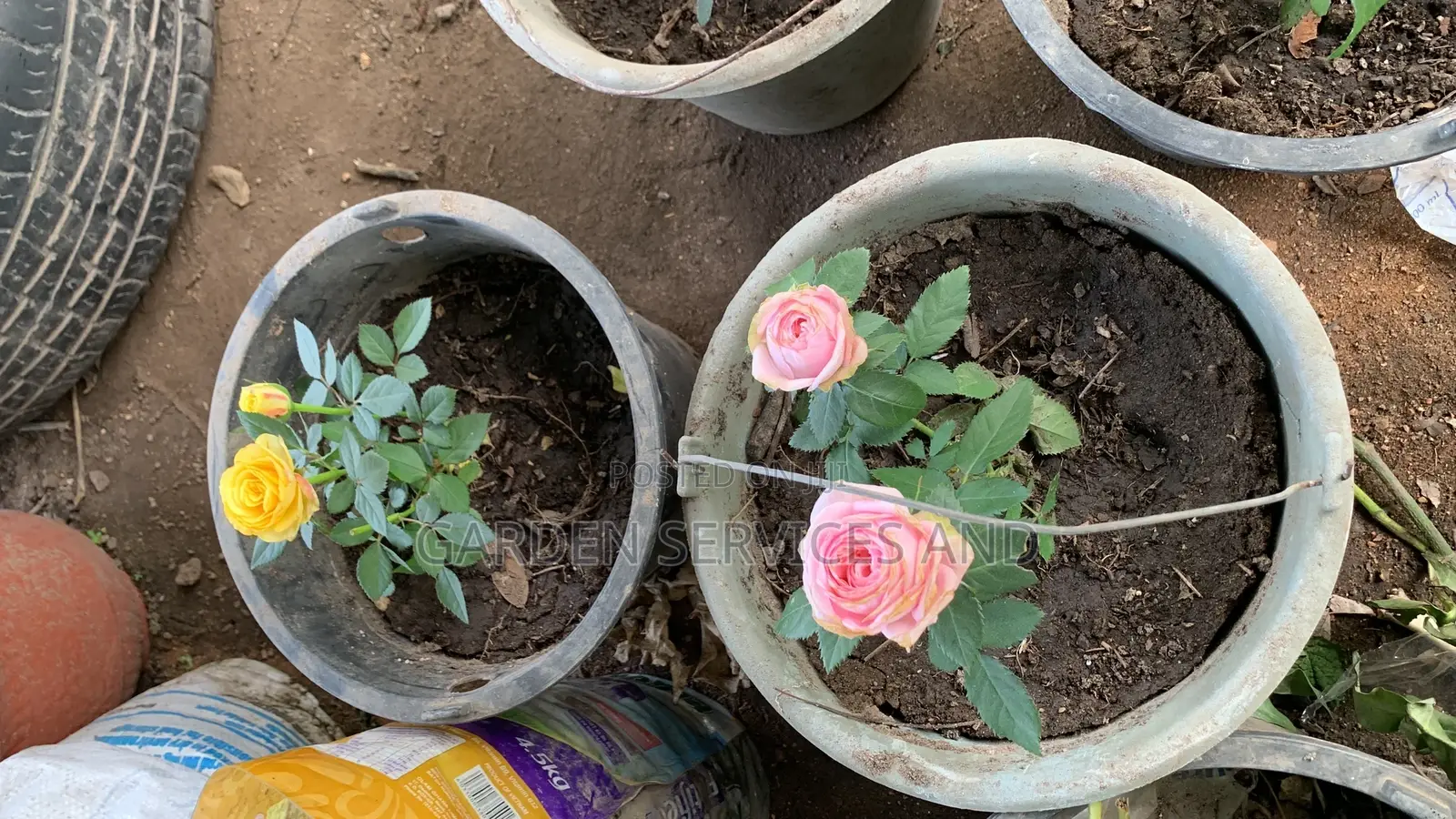 Pink Rose Flower for Sale