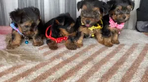 1-3 months Male Purebred Yorkshire Terrier