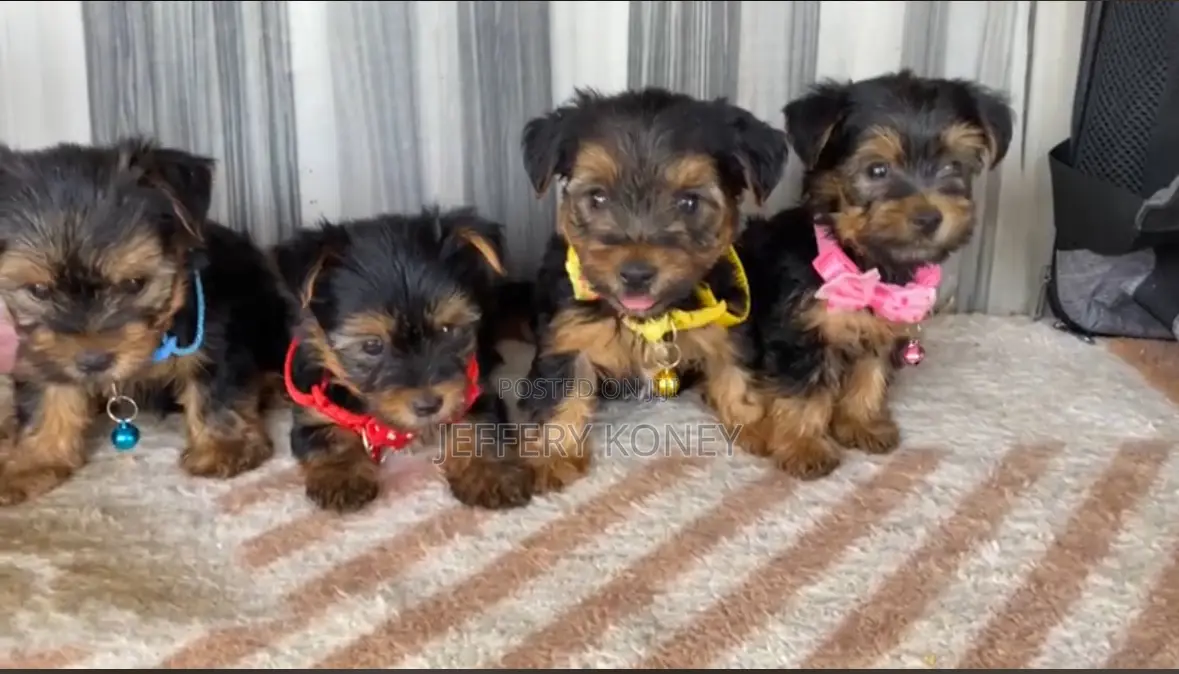 1-3 months Male Purebred Yorkshire Terrier