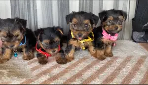 1-3 months Male Purebred Yorkshire Terrier