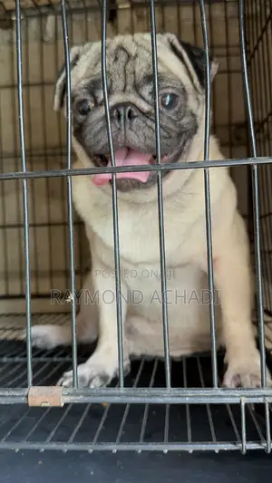 Photo - 1+ year Male Purebred Pug
