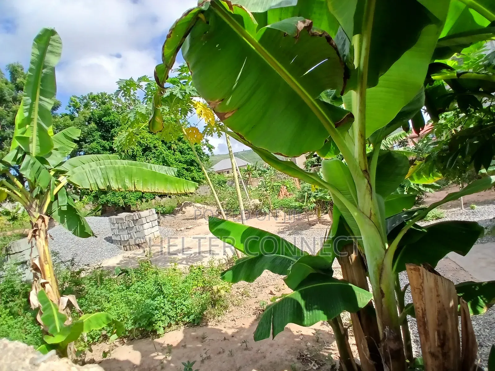 One and Half Plot of Land