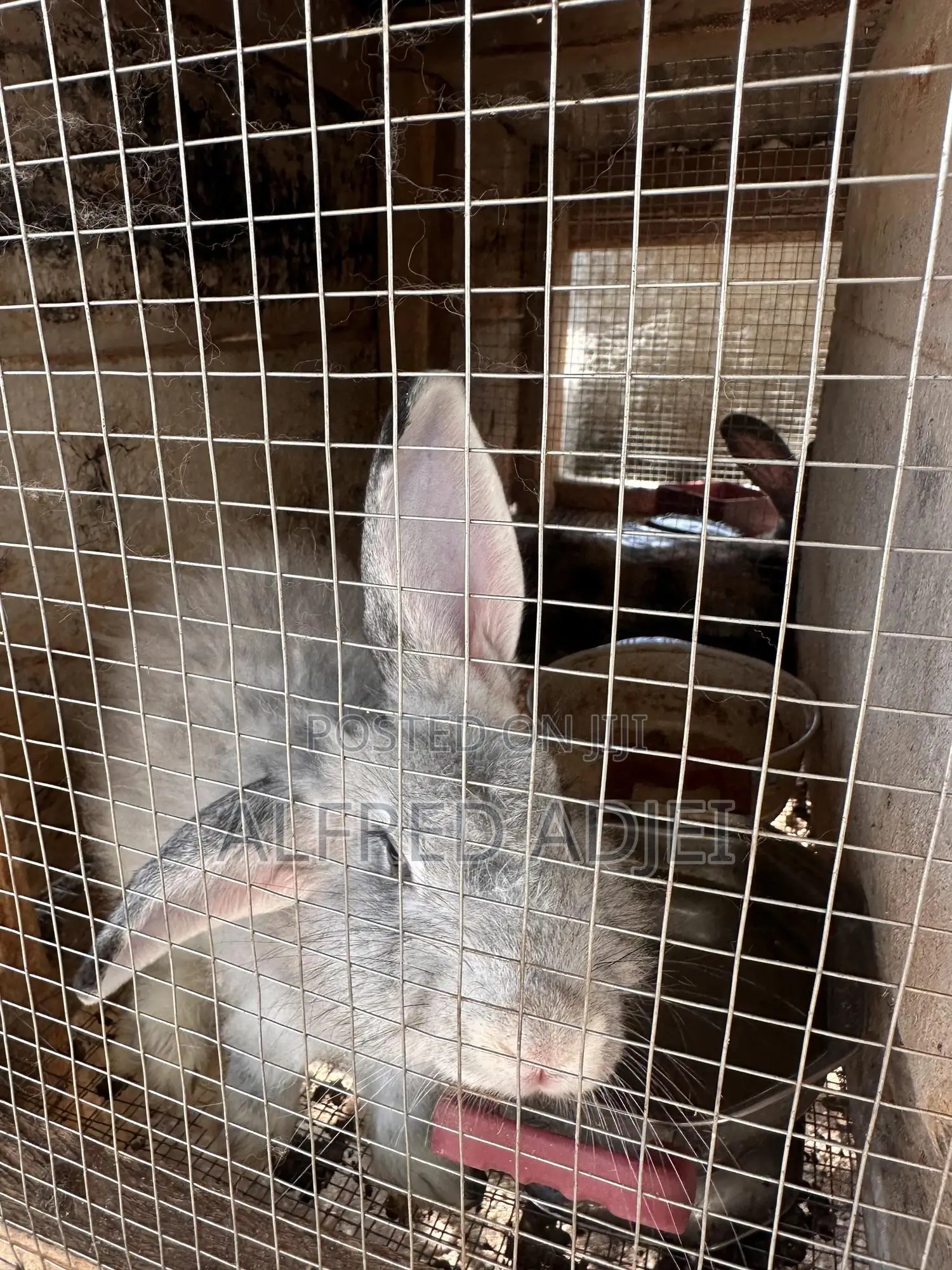 Beautiful Foreign Rabbit for Sale at Atwima Boko