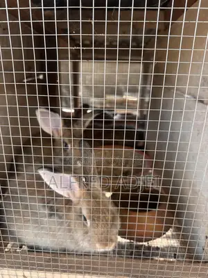 Beautiful Foreign Rabbit for Sale at Atwima Boko