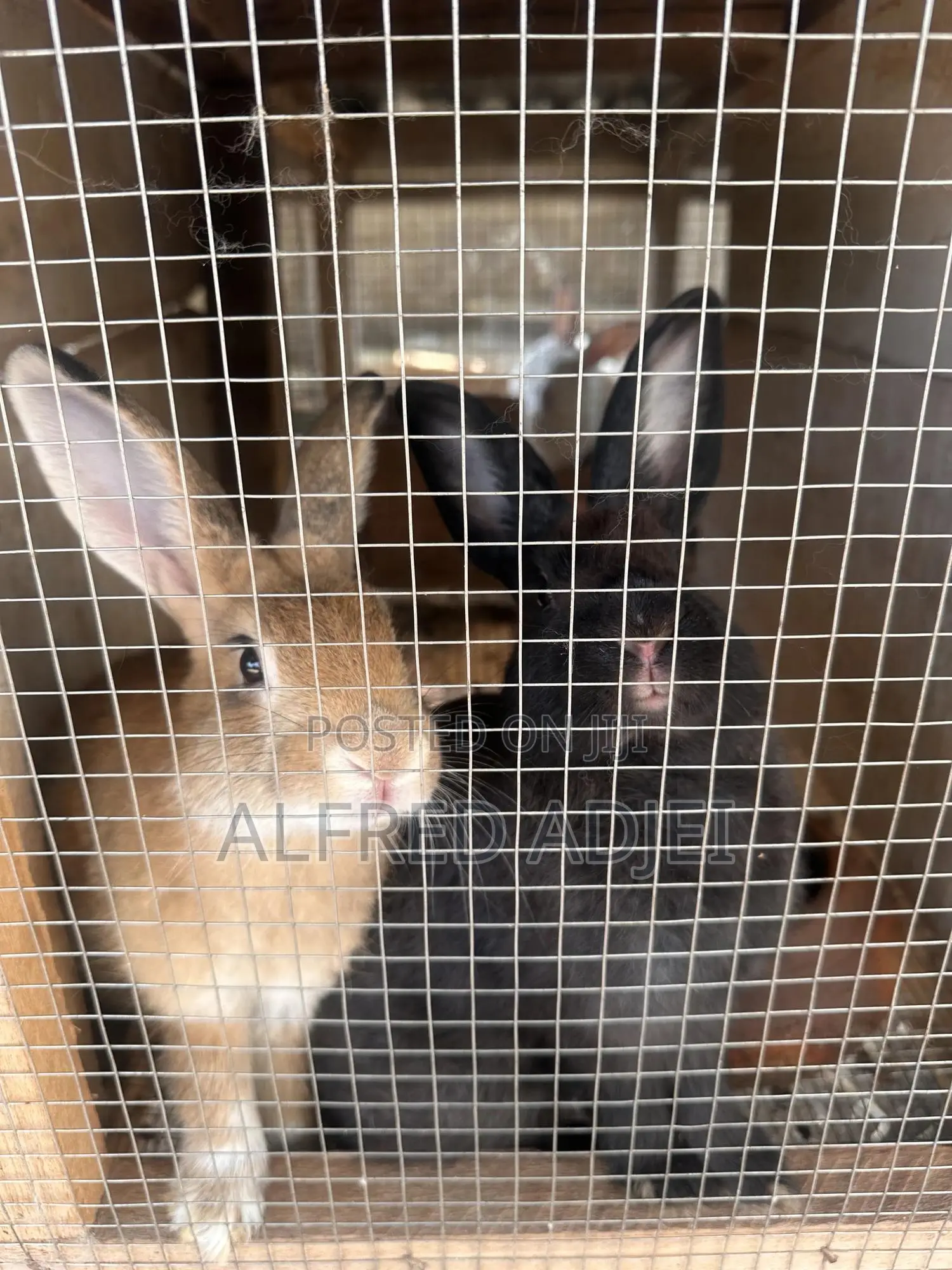 Beautiful Foreign Rabbit for Sale at Atwima Boko