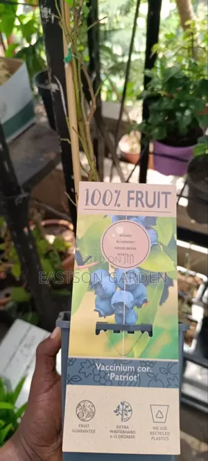 Exotic Blueberry Seedlings