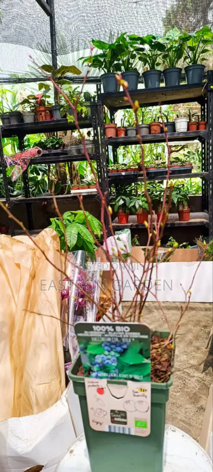 Exotic Blueberry Seedlings