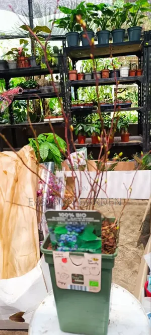 Exotic Blueberry Seedlings