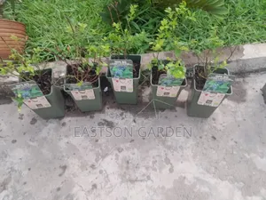 Exotic Blueberry Seedlings