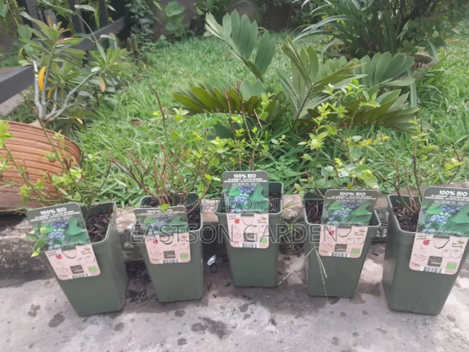 Exotic Blueberry Seedlings