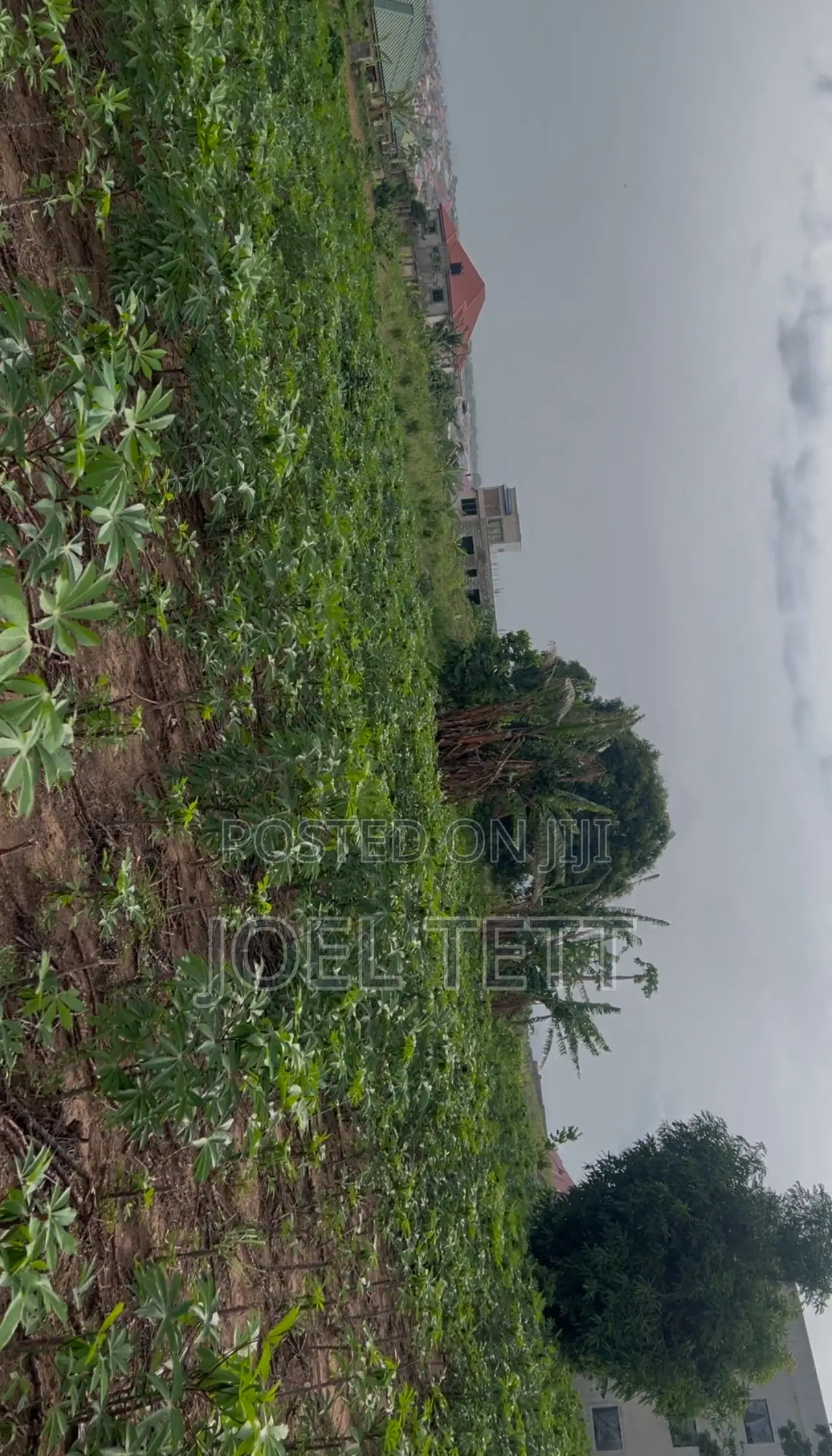 Nii Okuley Apesor 3