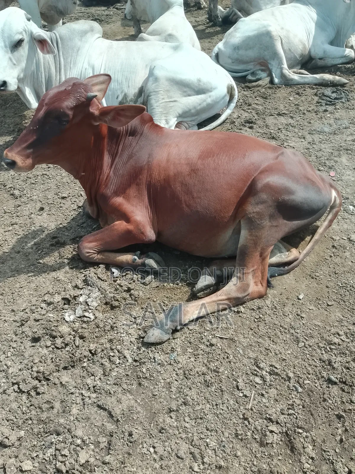 Healthy Cow's for Sale