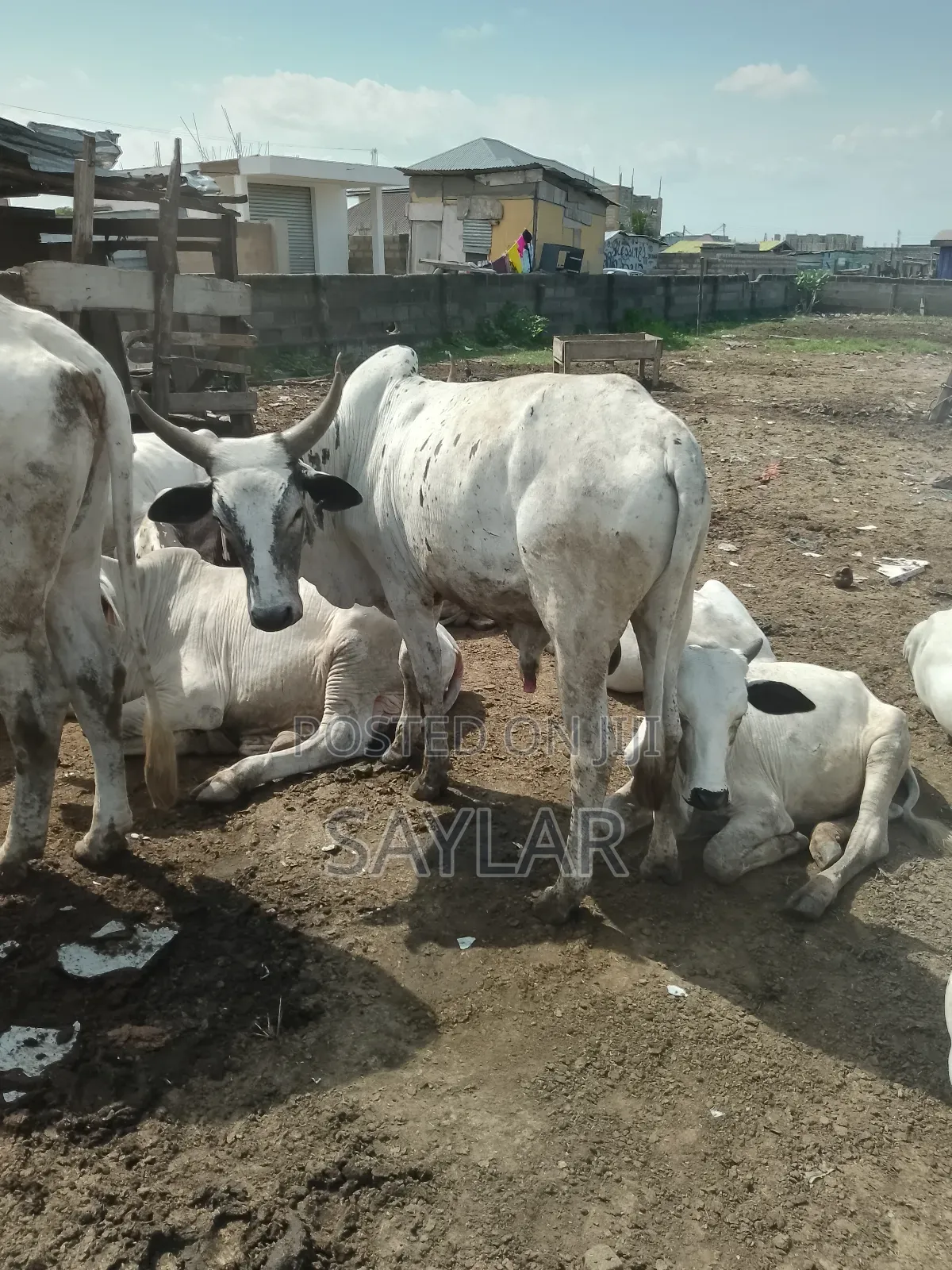 Healthy Cow's for Sale