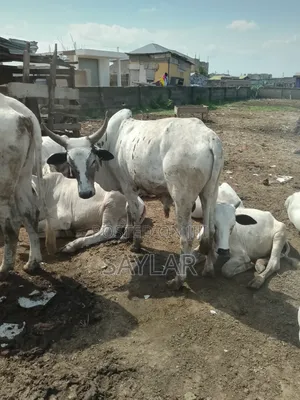 Healthy Cow's for Sale