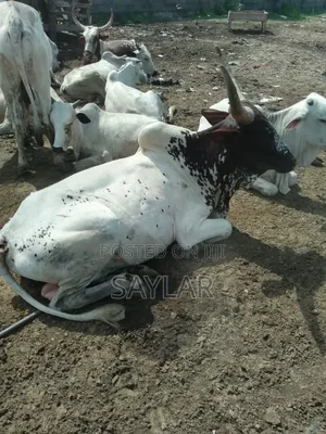 Healthy Cow's for Sale