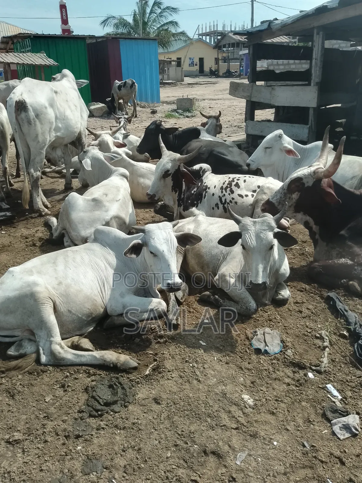 Healthy Cow's for Sale
