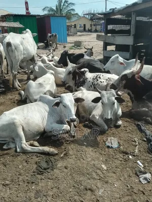 Healthy Cow's for Sale