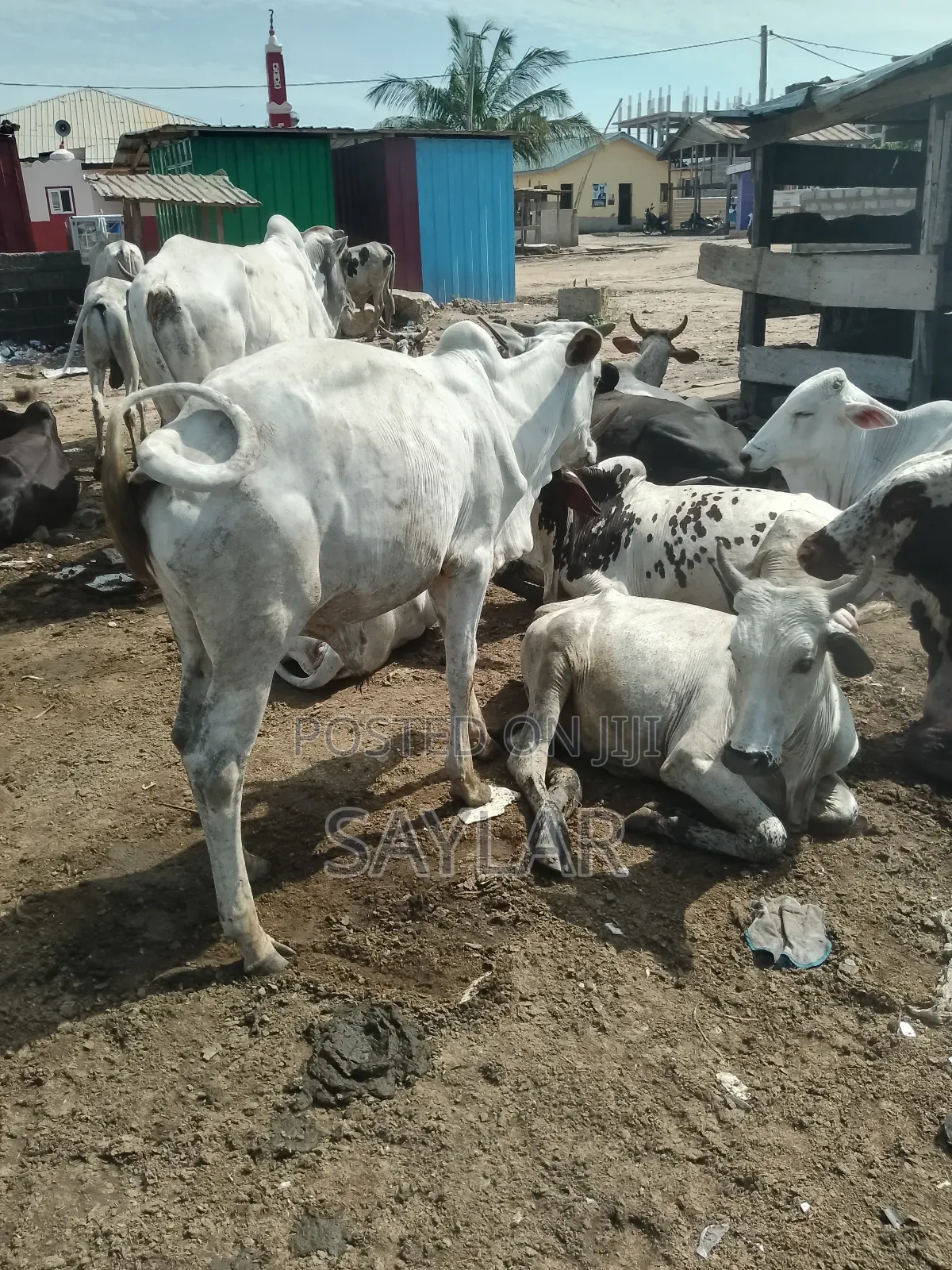 Healthy Cow's for Sale