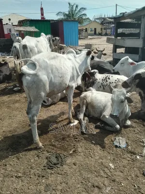 Healthy Cow's for Sale